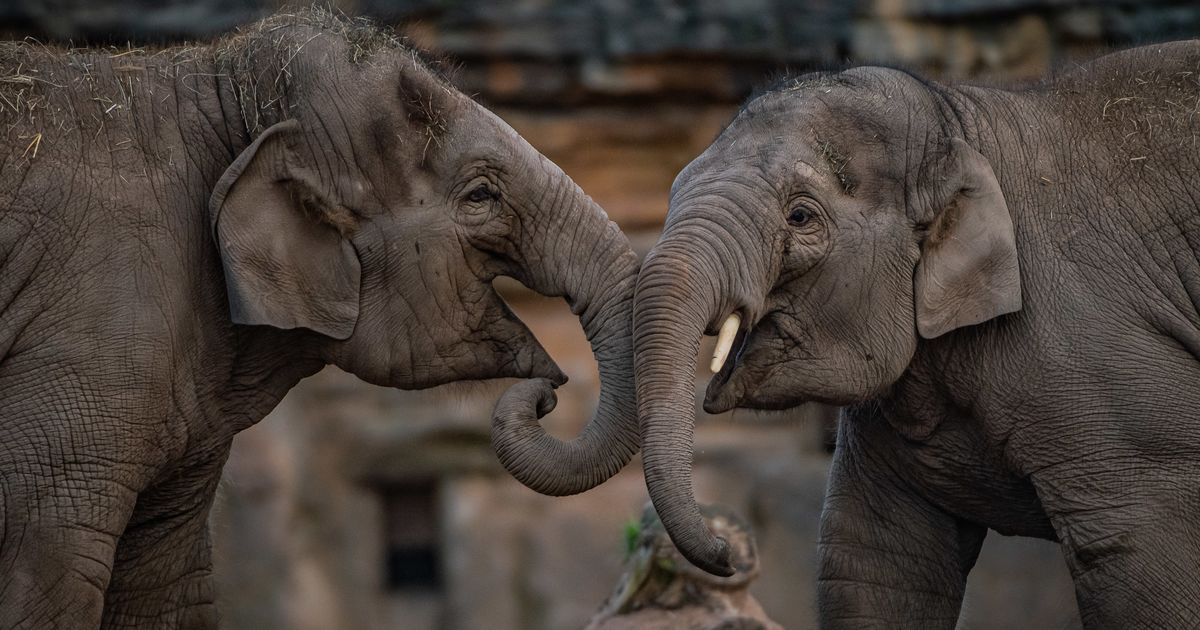 Chester Zoo VisitBritain